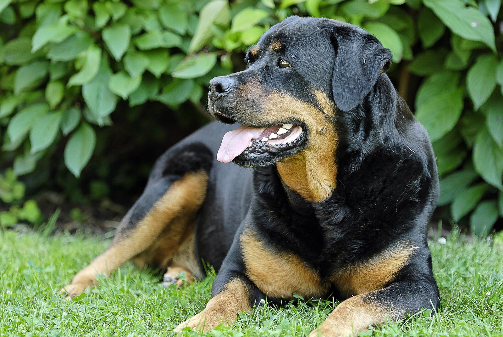 Black and tan Rottweiler lying on grass in front of green shrubs