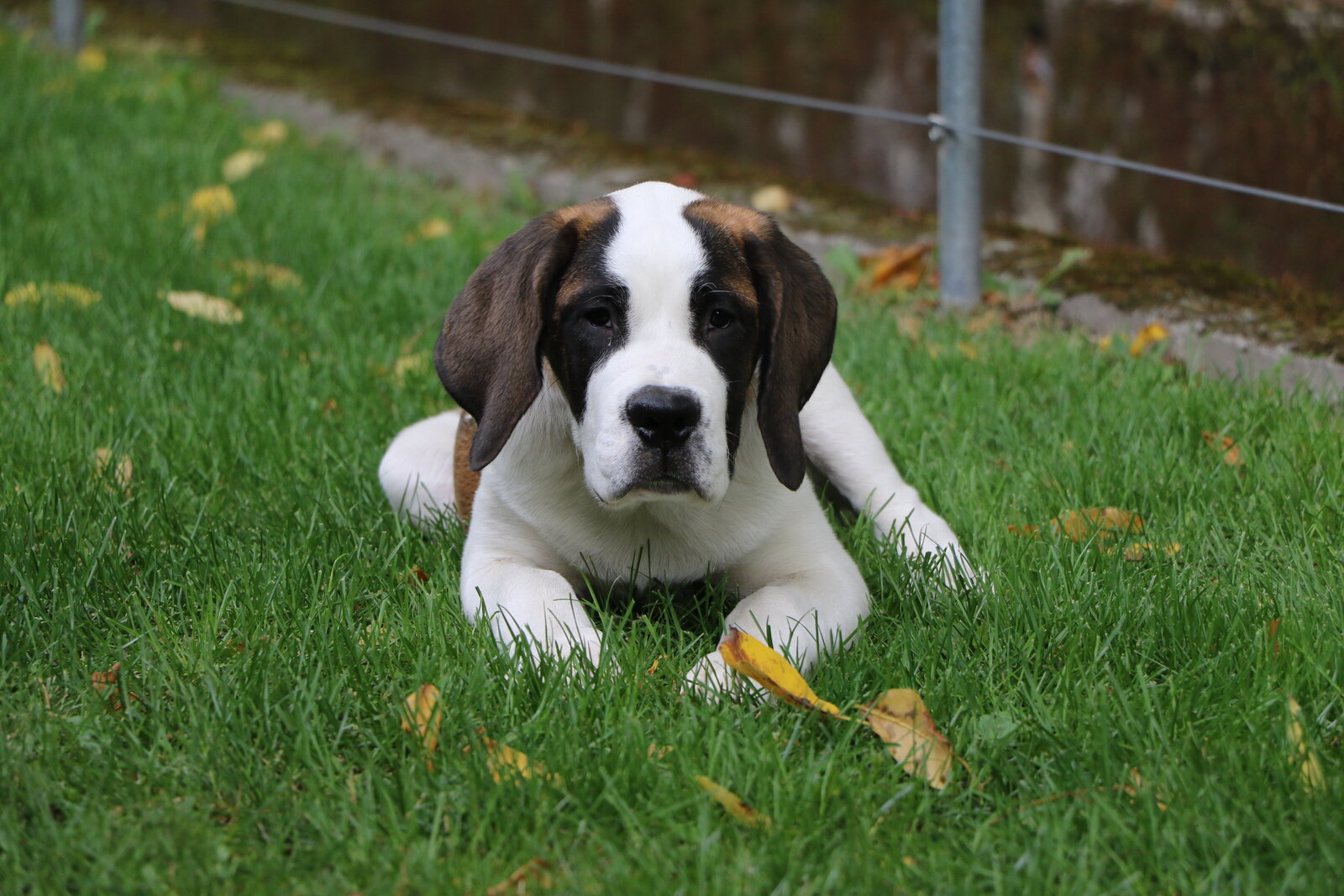 Saint Bernard puppy lying on a lawn looking at the camera