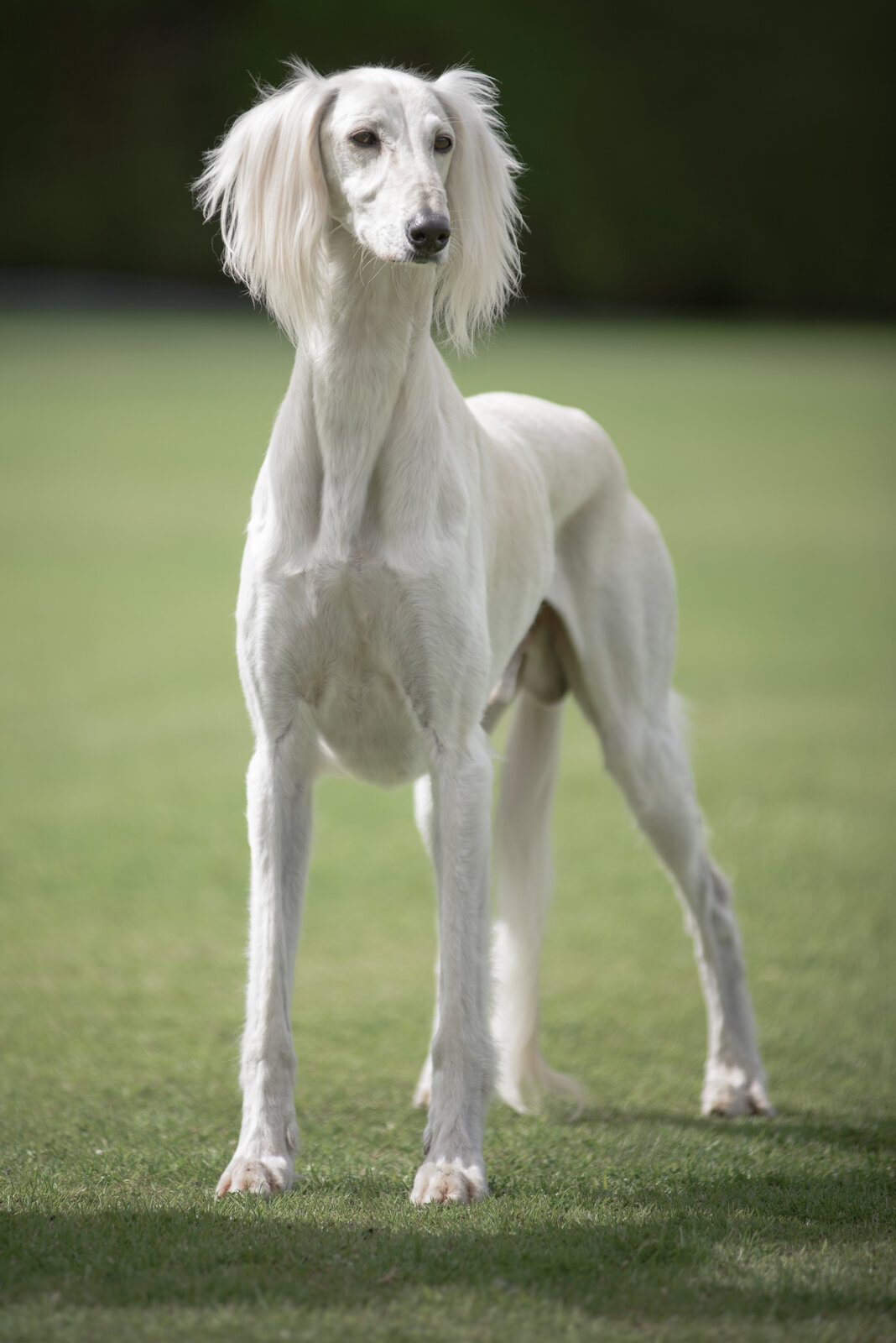 Cream Saluki standing on a green lawn with feathered ears