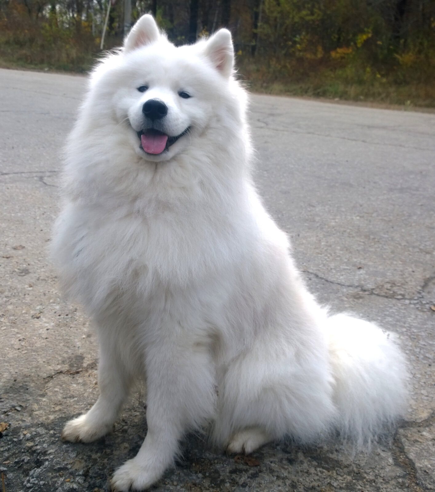 White fluffy Samoyed sitting on a road smiling at the camera