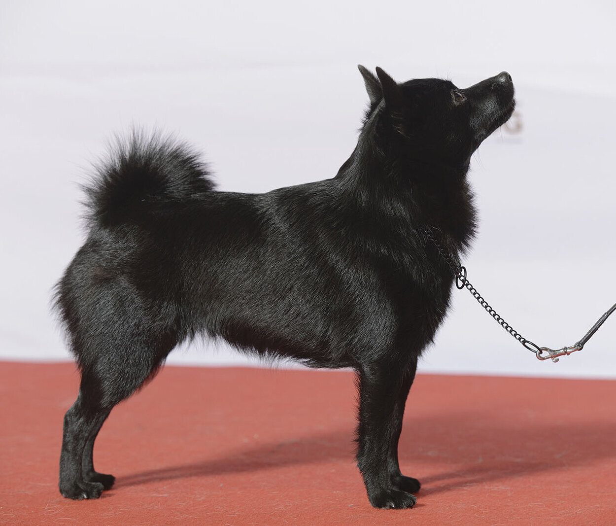 Black Schipperke standing in show pose on a red carpet