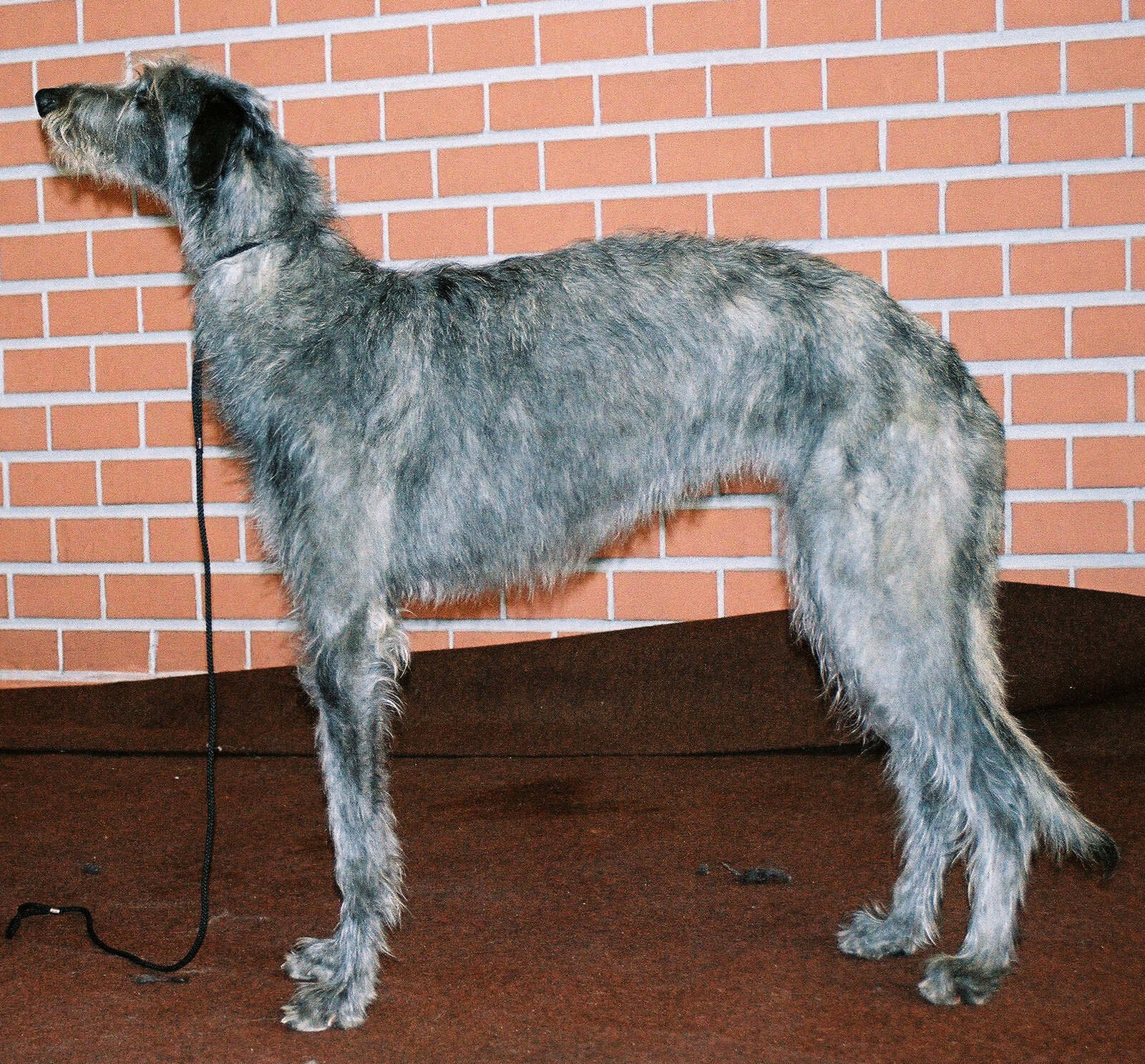 Grey Scottish Deerhound standing in profile against a brick wall
