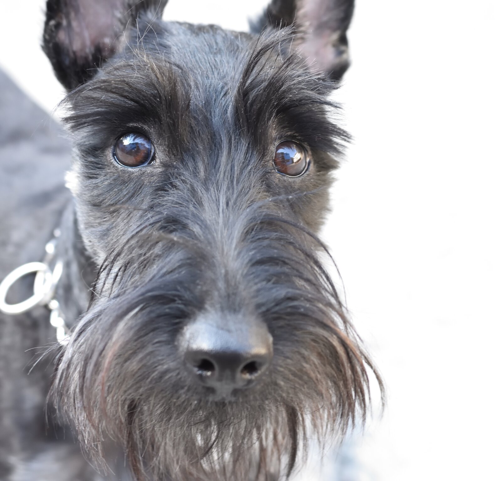Black Scottish Terrier face close-up with bushy eyebrows and beard