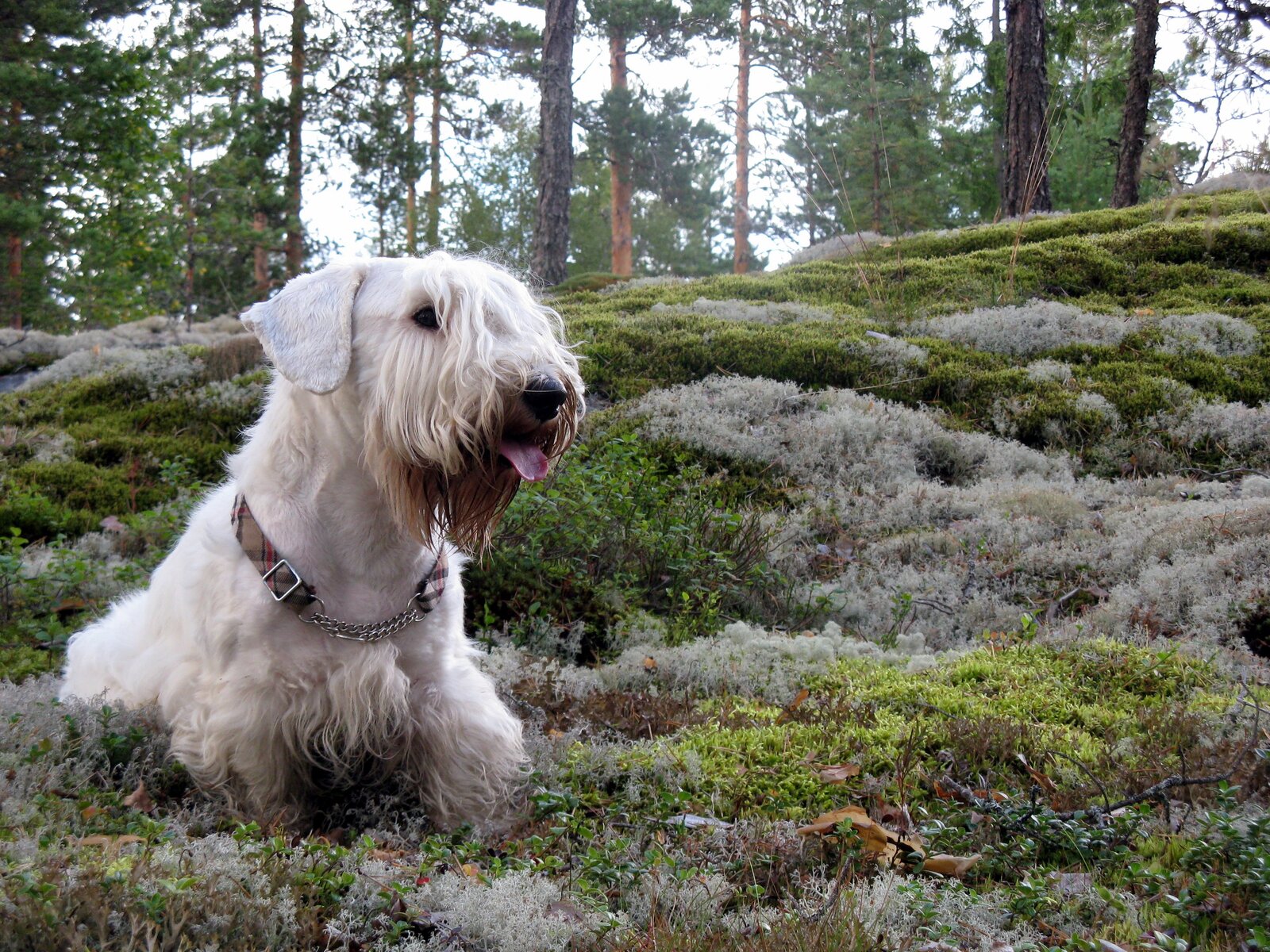 White Sealyham Terrier sitting on mossy forest ground