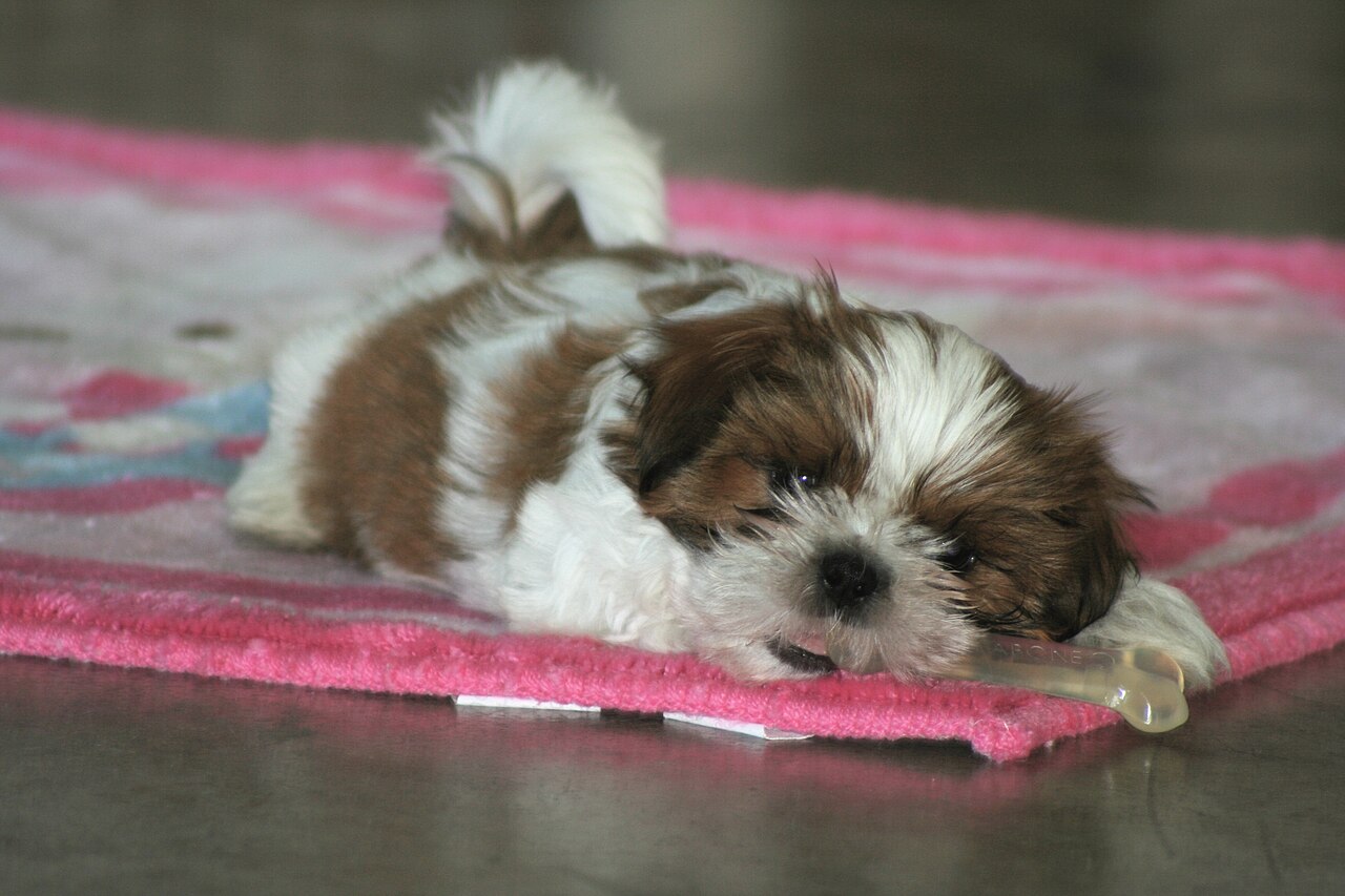 Gold and white Shih Tzu puppy chewing a toy bone on a blanket