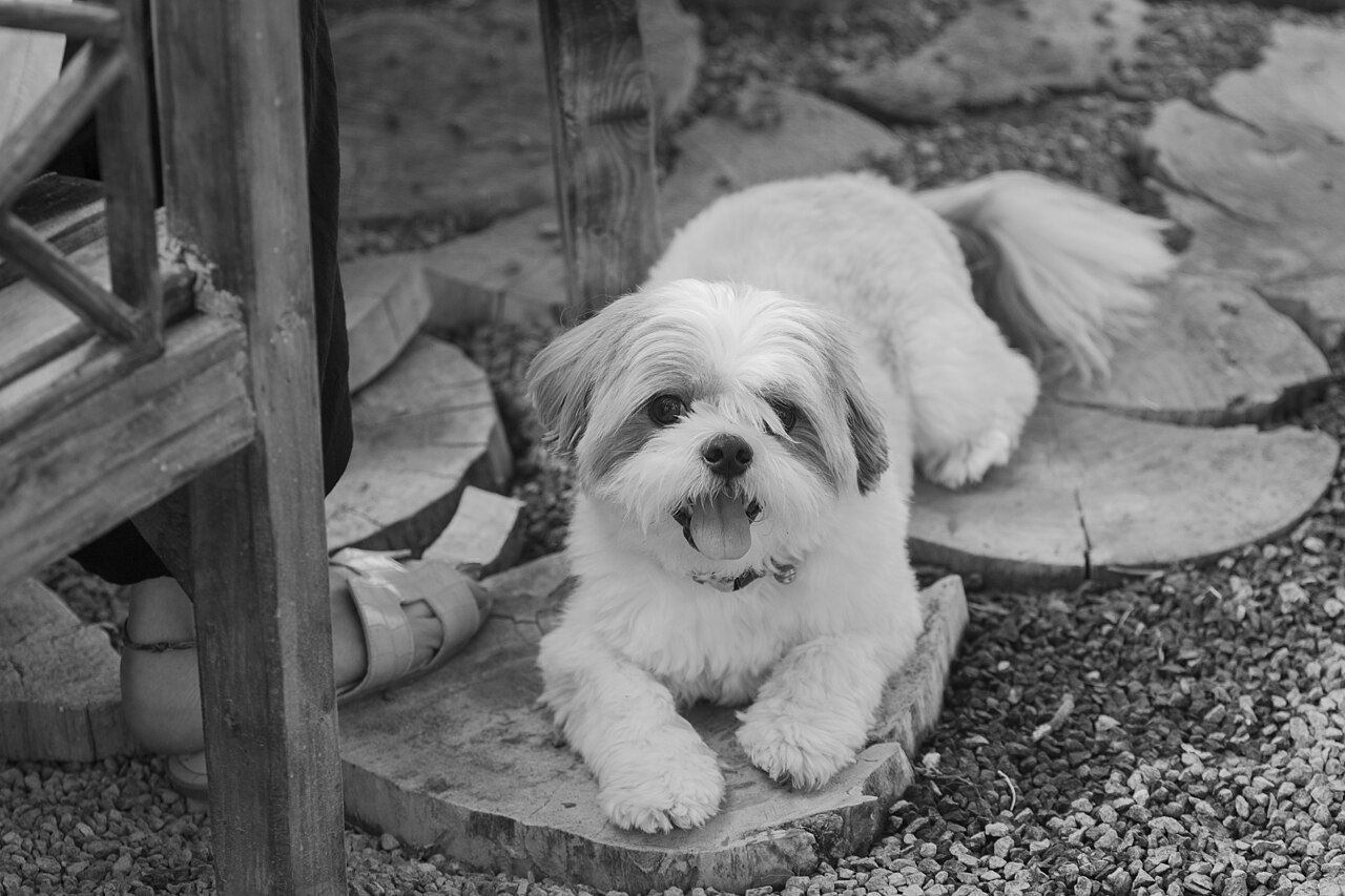 Shih Tzu in a medium-length pet trim lying on garden stones