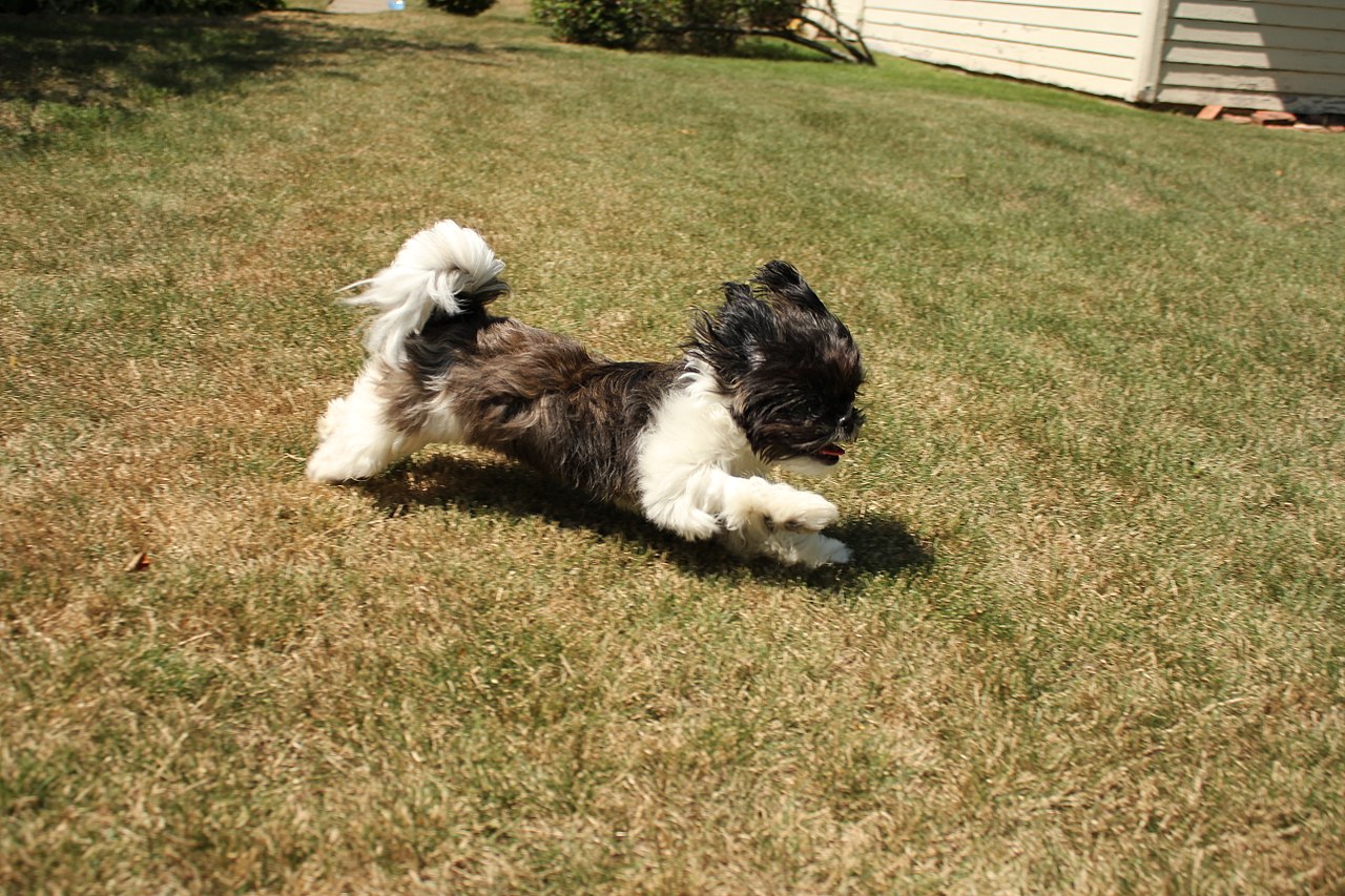 Black and white Shih Tzu running across a lawn