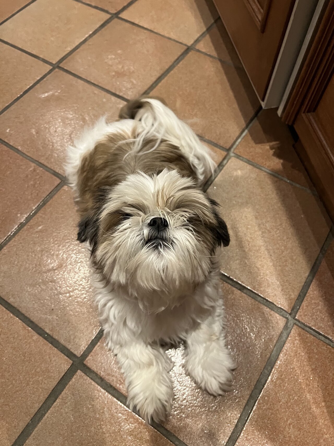 Gold and white Shih Tzu with a longer coat standing on a tiled floor