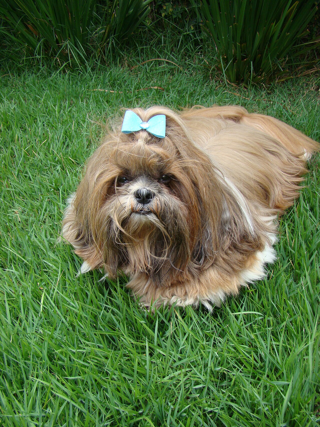 Shih Tzu with a long groomed coat and topknot lying on grass
