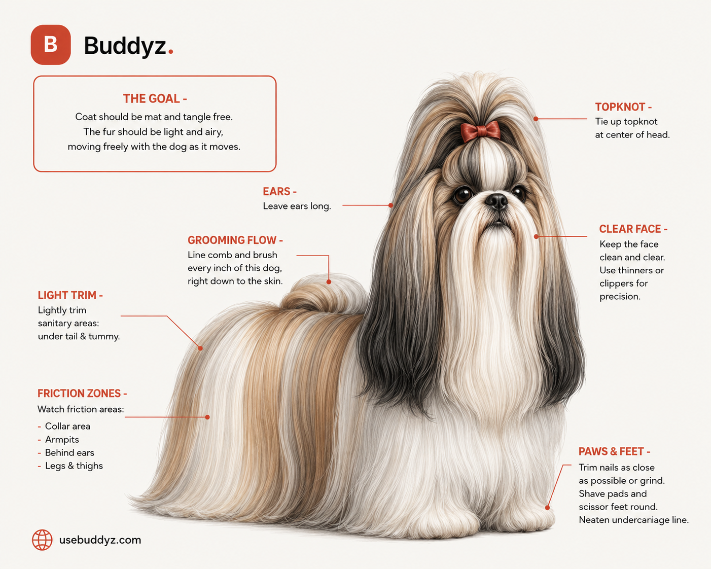 Shih Tzu traditional long coat grooming reference with annotated areas