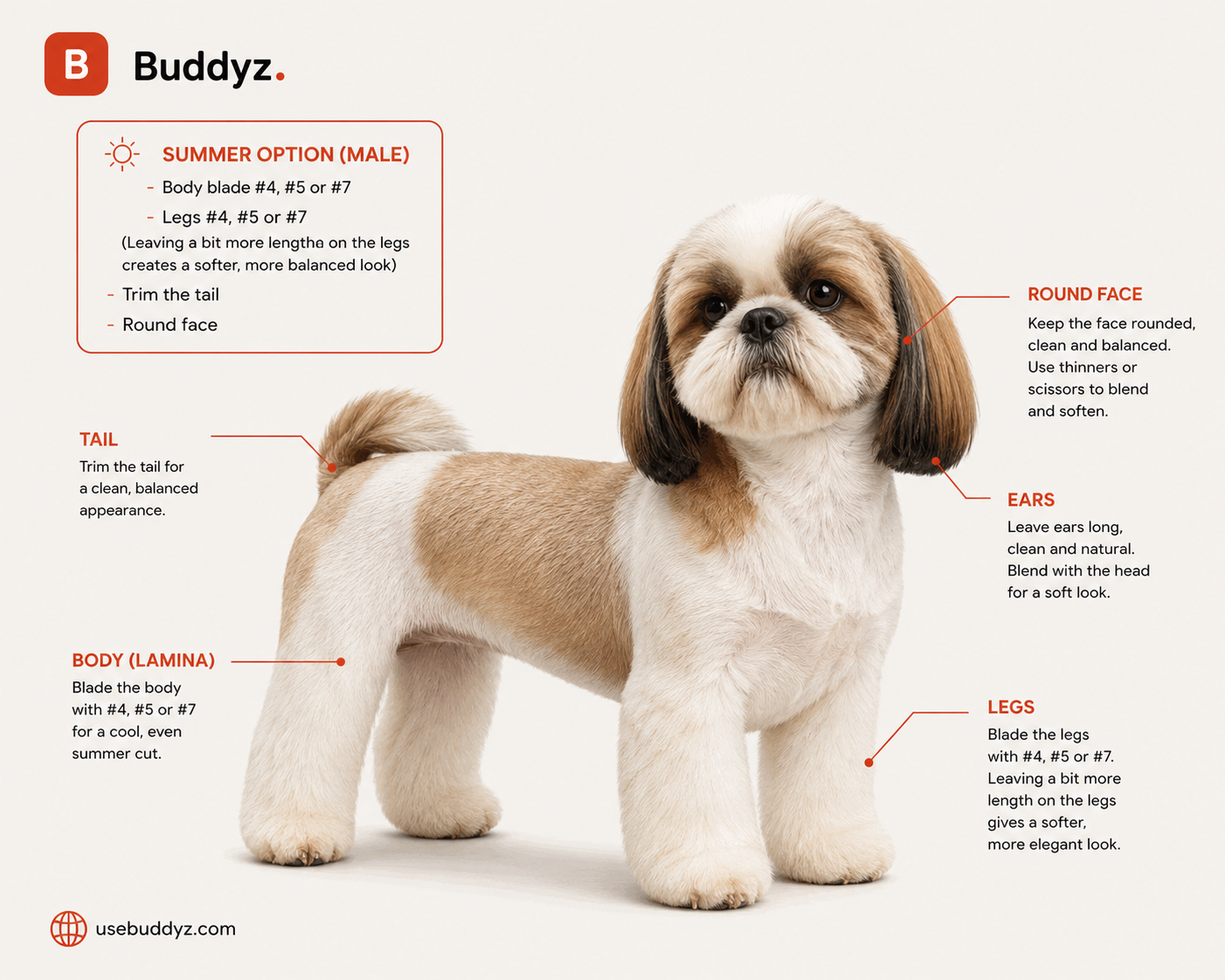 Shih Tzu summer cut (male) grooming reference with short round face, long ears and blade recommendations