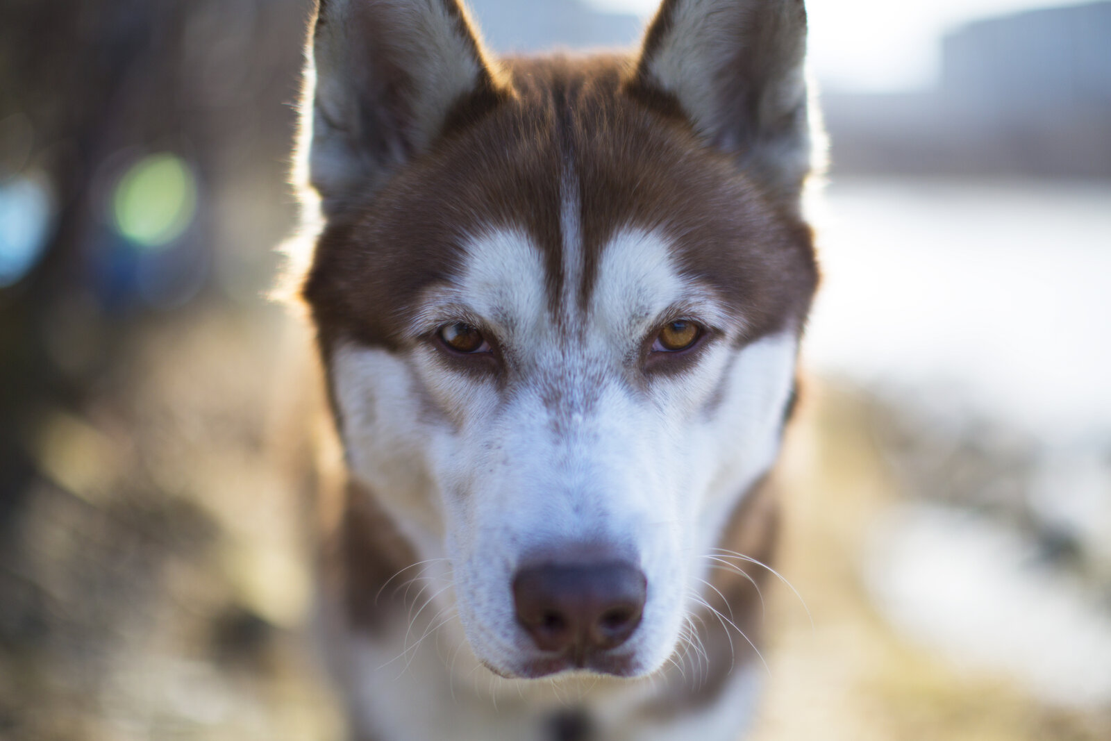 Red and white Siberian Husky face close-up with amber eyes