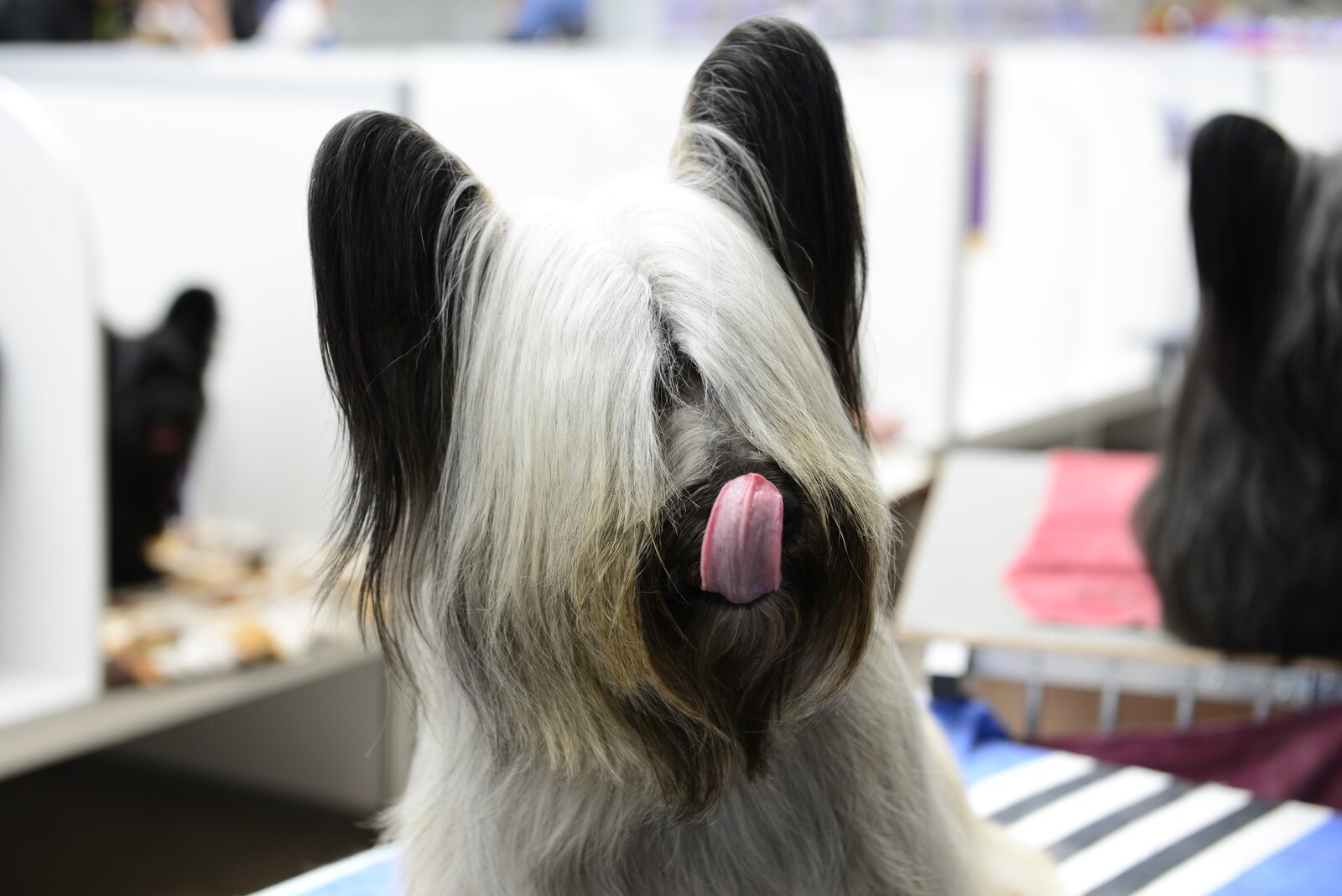 Skye Terrier facing the camera with long fringed grey coat and upright feathered ears