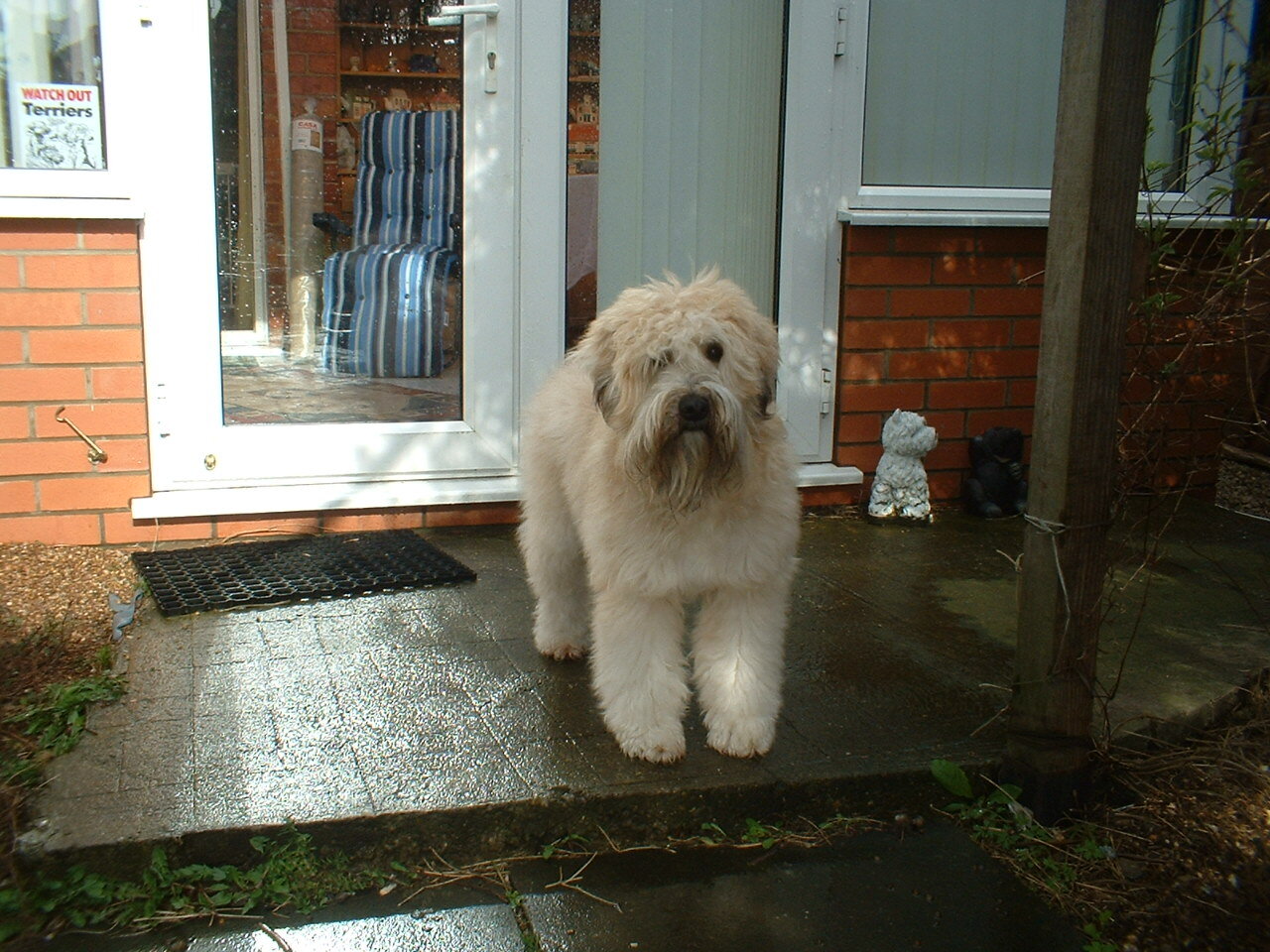 Soft Coated Wheaten Terrier standing on a patio looking at the camera