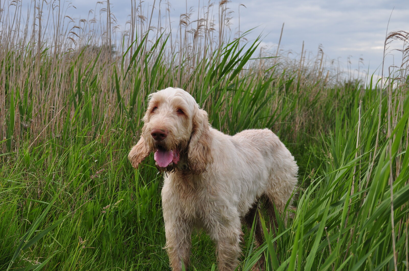Spinone Italiano standing in tall grass with wiry coat and gentle expression