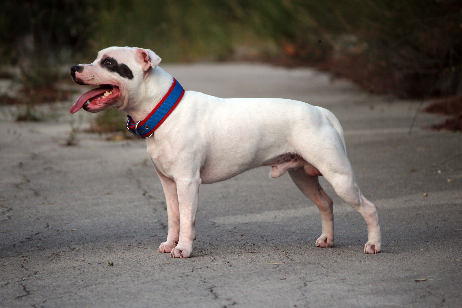 White Staffordshire Bull Terrier standing in profile outdoors