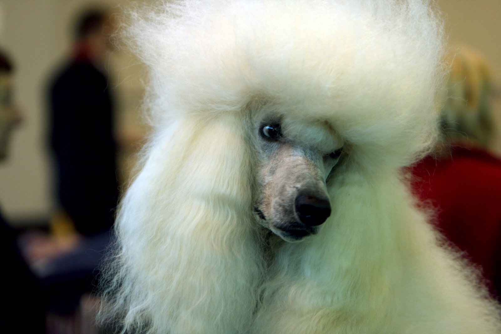 White Standard Poodle head in close-up portrait with show clip