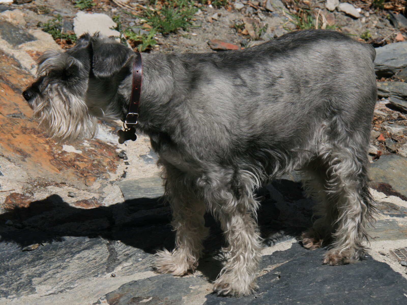 Grey Standard Schnauzer standing in profile on rocky ground
