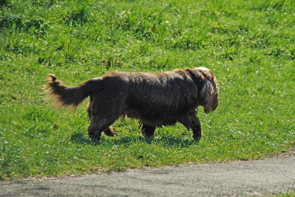 Golden liver Sussex Spaniel walking across a grassy field