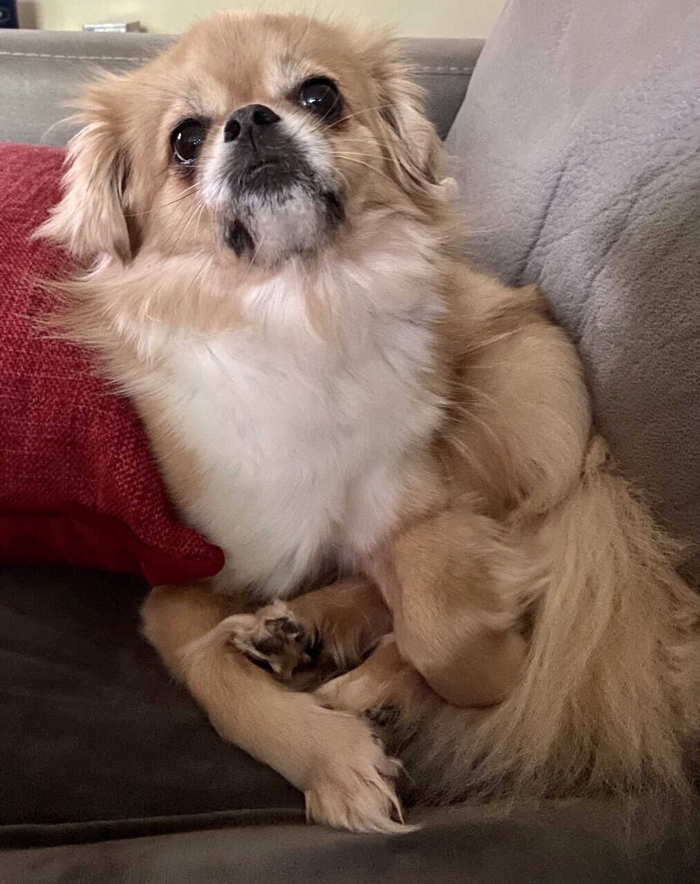 Cream and gold Tibetan Spaniel relaxing on a sofa looking upward