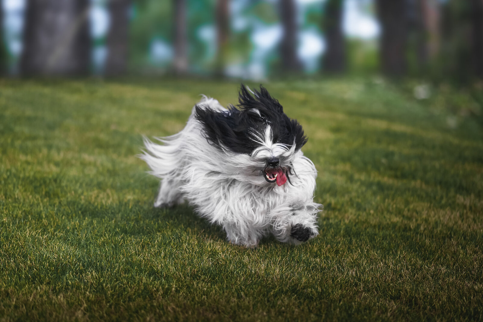Black and white Tibetan Terrier running across a lawn with tongue out