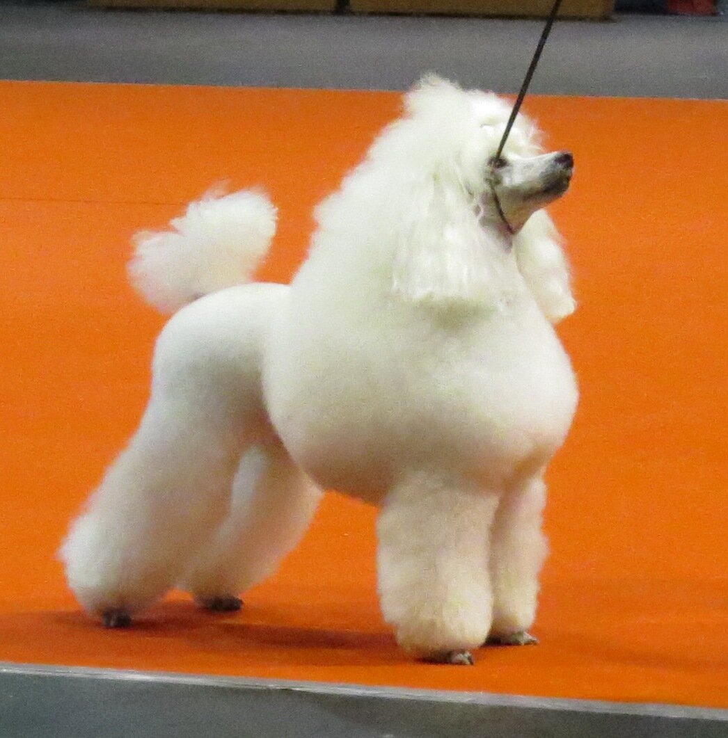 White Toy Poodle in show clip standing on an orange carpet