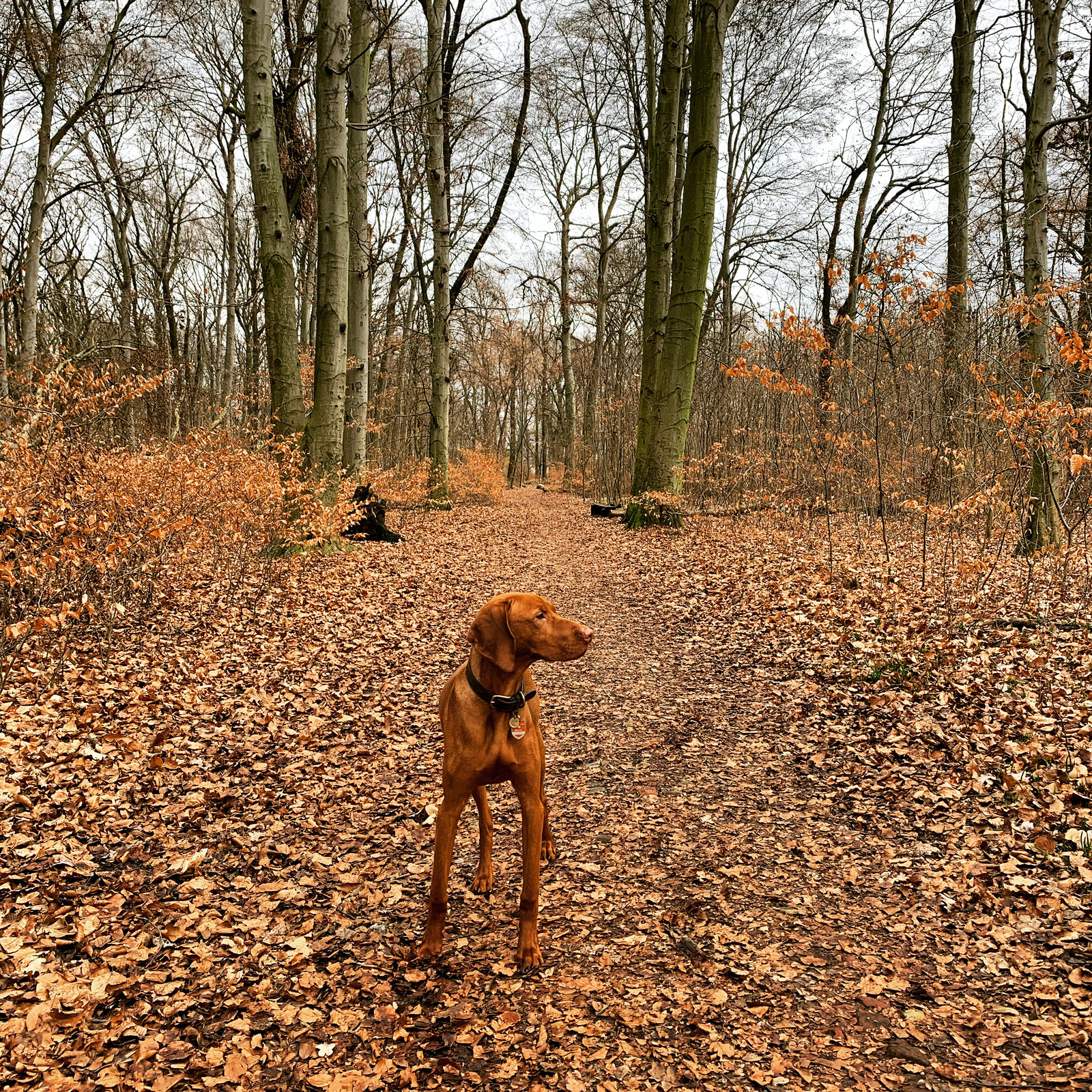 Golden-rust Vizsla standing on a leaf-covered forest path in autumn