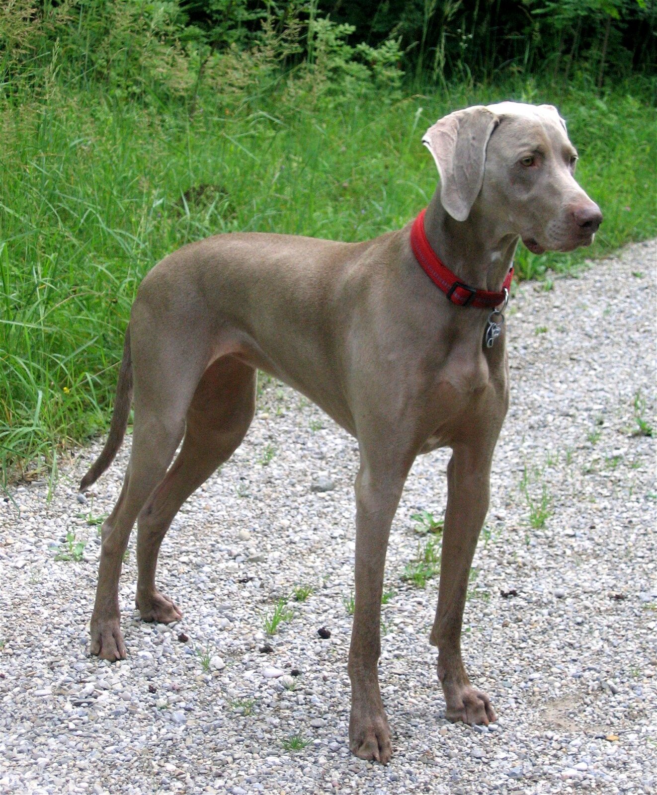 Silver-gray Weimaraner standing on a gravel path in front of tall grass