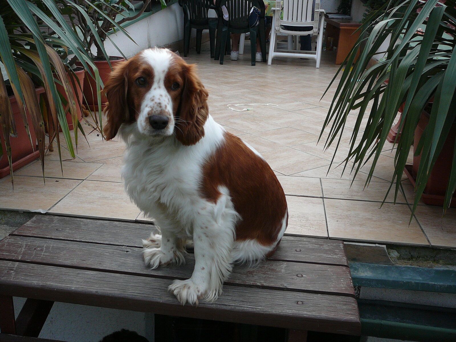 Red and white Welsh Springer Spaniel sitting on a wooden bench on a patio