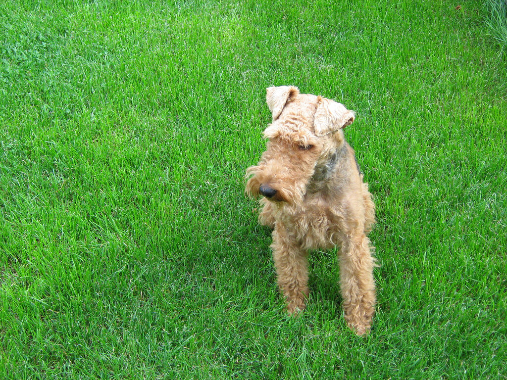 Black and tan Welsh Terrier standing on a green lawn with head tilted