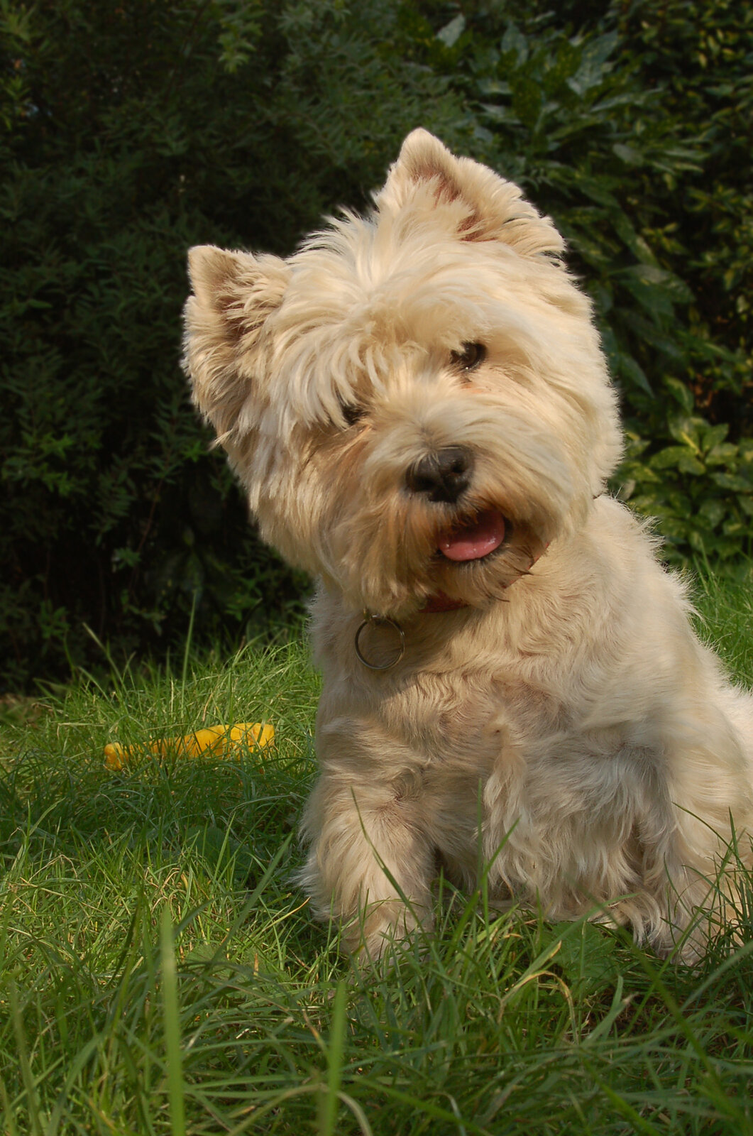West Highland White Terrier sitting on grass with head tilted and tongue out