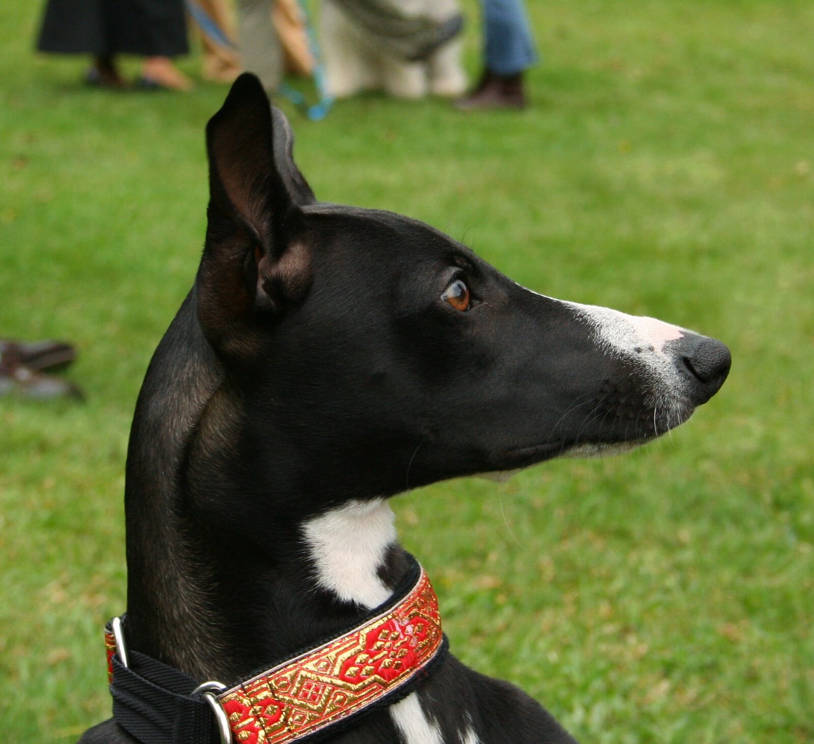 Black and white Whippet head in profile wearing an ornate red collar