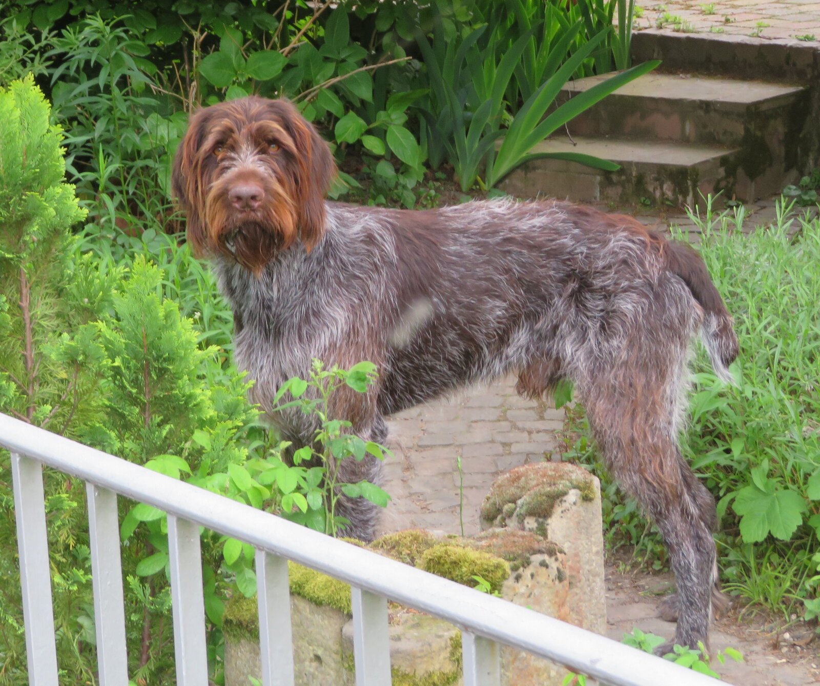 Wirehaired Pointing Griffon standing in a garden among green plants