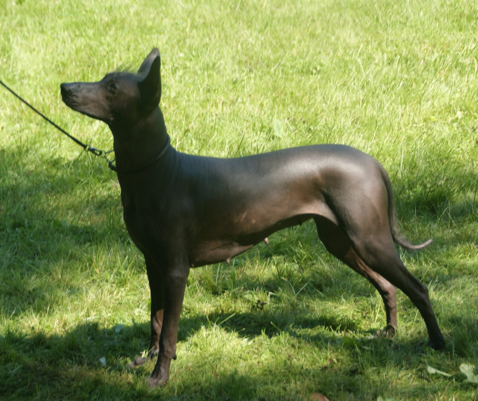 Hairless dark-skinned Xoloitzcuintli standing in profile on grass