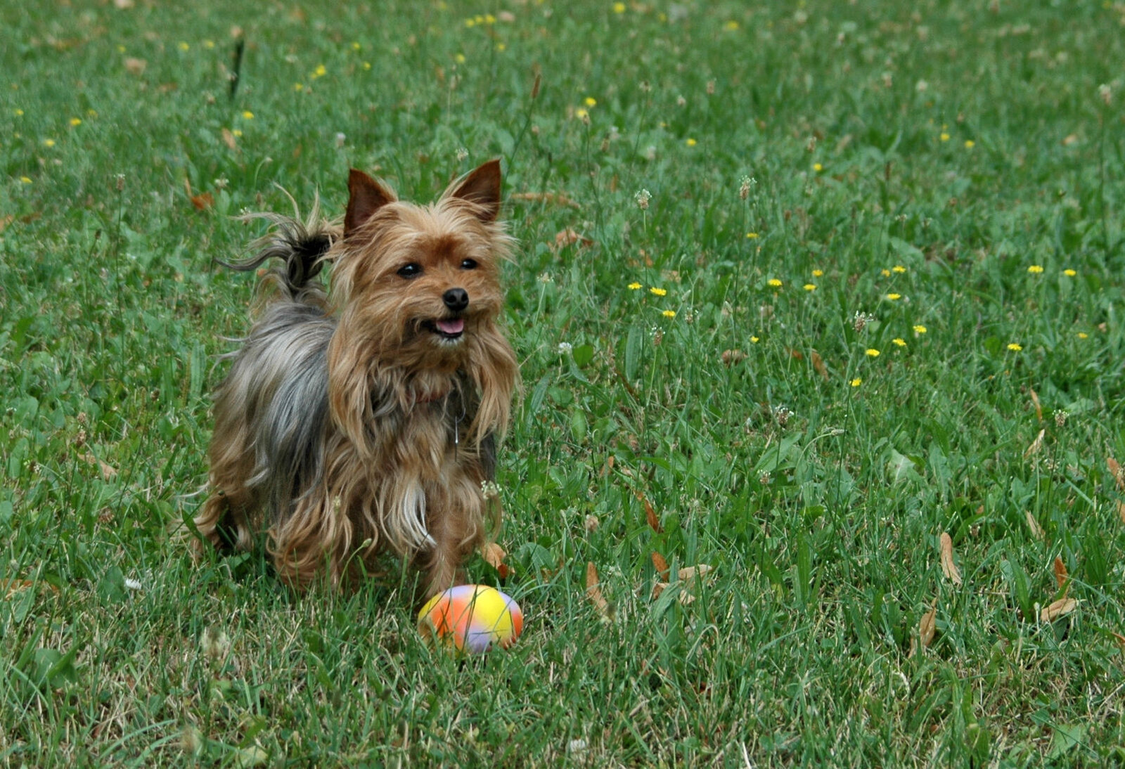 Yorkshire Terrier standing on a lawn next to a colorful ball